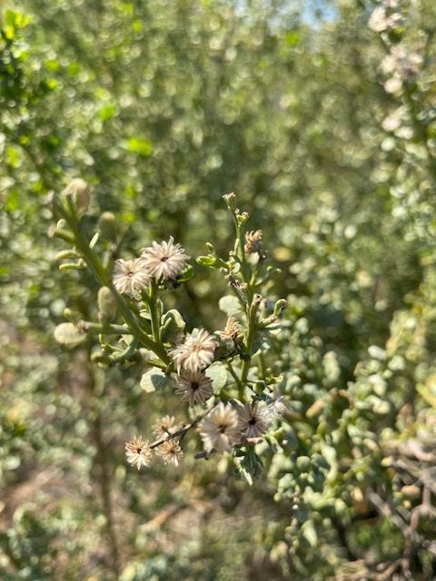 Science Corner - Coyote Bush